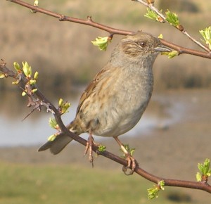 Dunnock