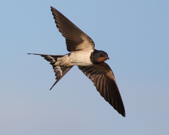 Barn Swallow