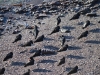 Oystercatchers