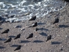 Oystercatchers