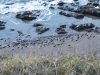 Oystercatchers