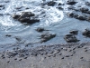 Oystercatchers