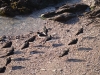 Oystercatchers