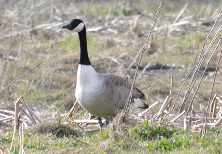 Birding in and around Plymouth