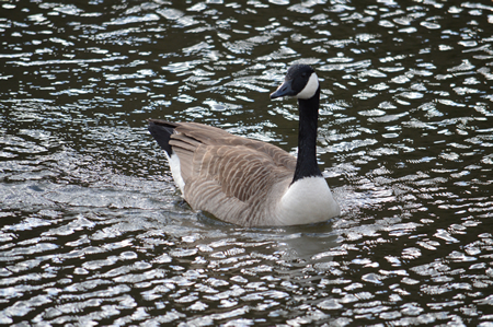 Canada Goose at Lopwell Dam